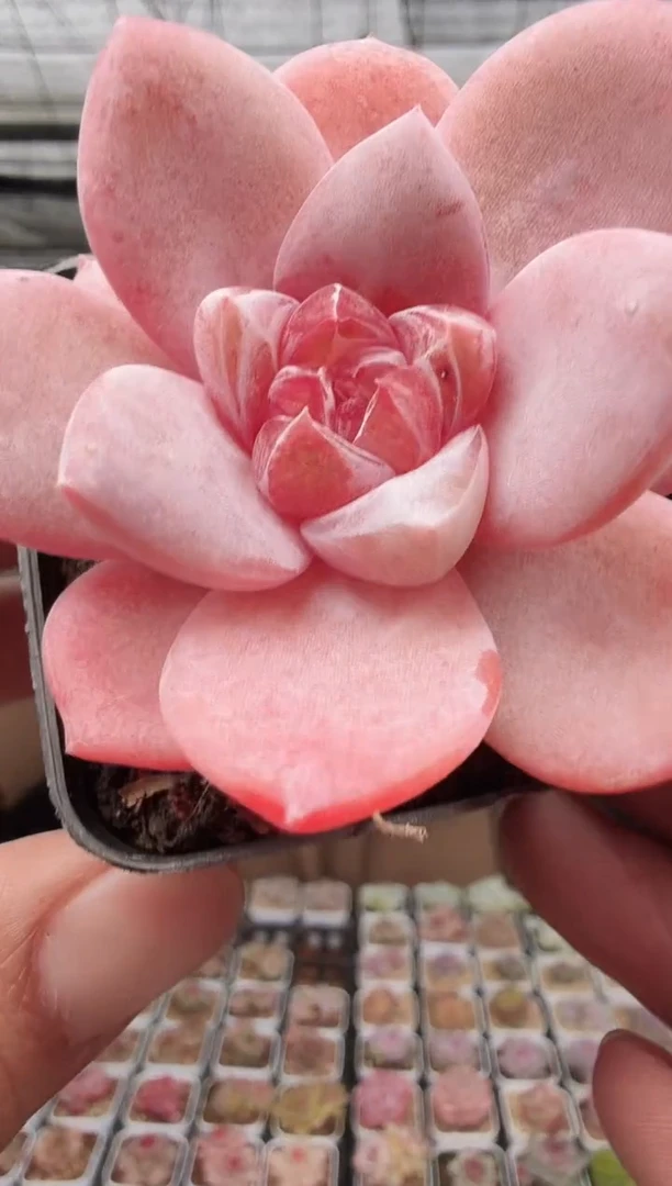 东云多肉园新款-31