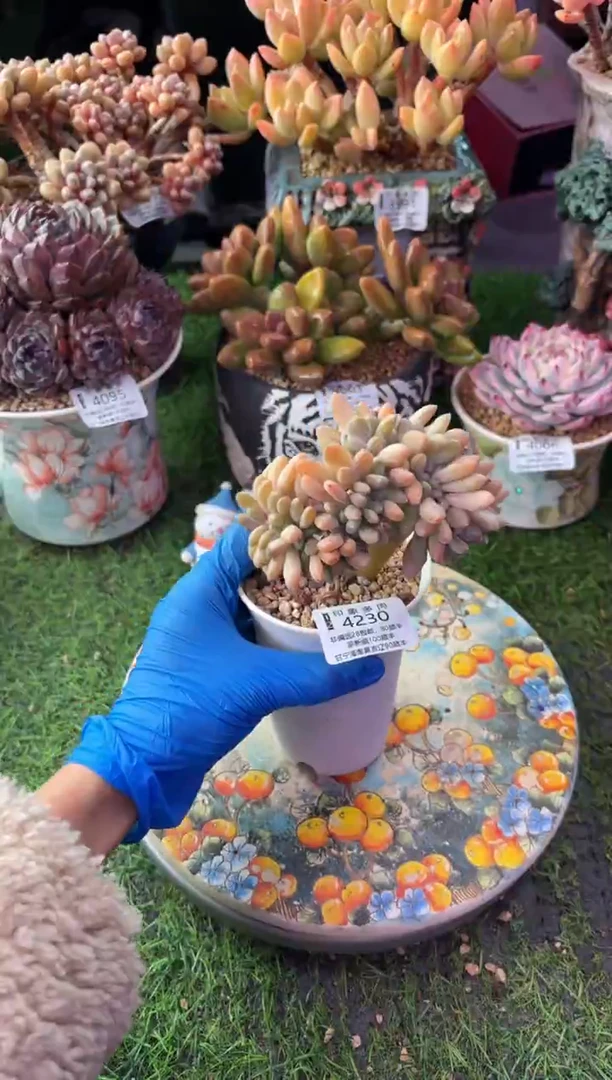 昆明印象多肉4230