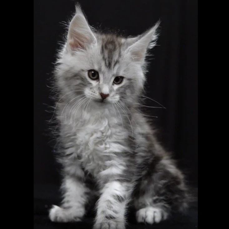 银虎斑缅因猫 3024弟弟—大天使缅因猫舍