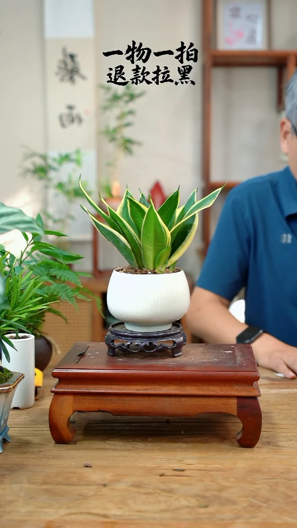 完全开放阿**y虎皮兰838