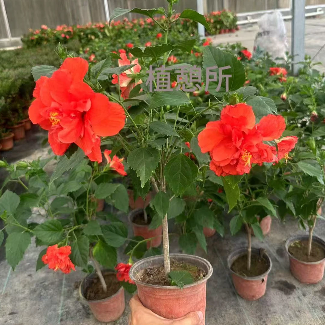 (芙蓉牡丹木槿)绿植盆栽室内好养易活耐阴观赏植物少量花苞发货