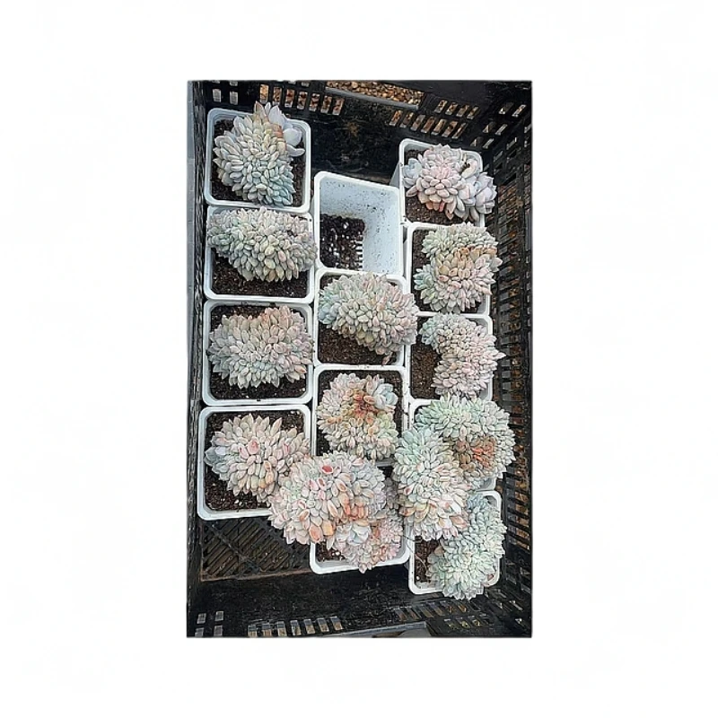 植迷园艺多肉植物3月8日韩橙缀