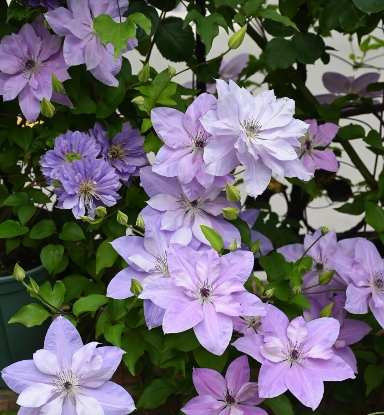 铁线莲爬藤植物 倒影  耐寒耐热四季开花庭院阳台盆栽地栽花卉