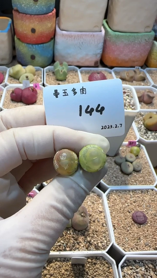 【闪购商品】25.2.7-144