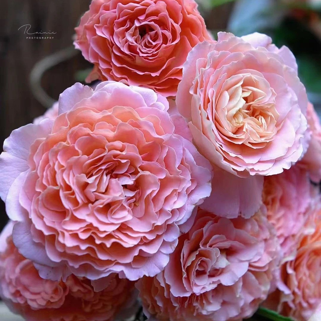 奥古斯塔路易斯浓香型大花切花抗病长势快耐开阳台庭院花卉扦插苗