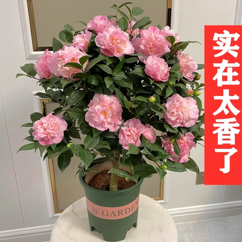 带花苞易活的香妃茶花盆栽浓香60-70高