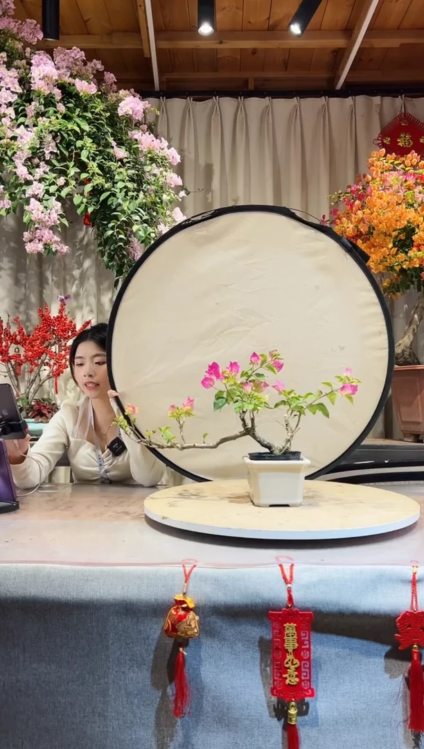 【闪购商品】盆景绿樱