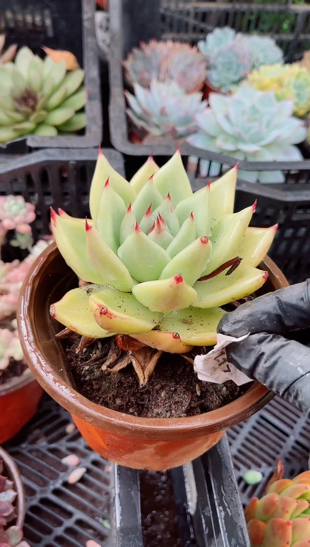 小*鼠多肉植物一物一拍15117