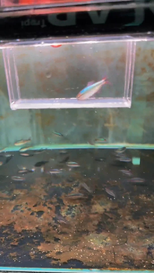 灯科鱼新流域缎带*1（背鳍破损）