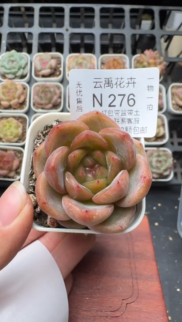 276N带盆土发 当场拍3颗以上包柚 多肉植物 一物一拍
