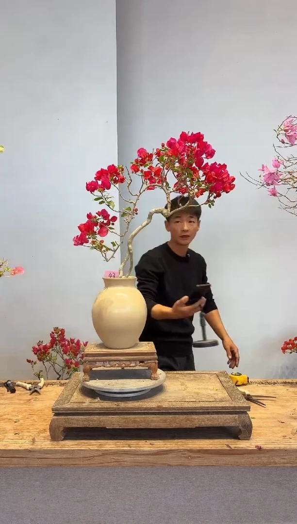 以实际为准三角梅43