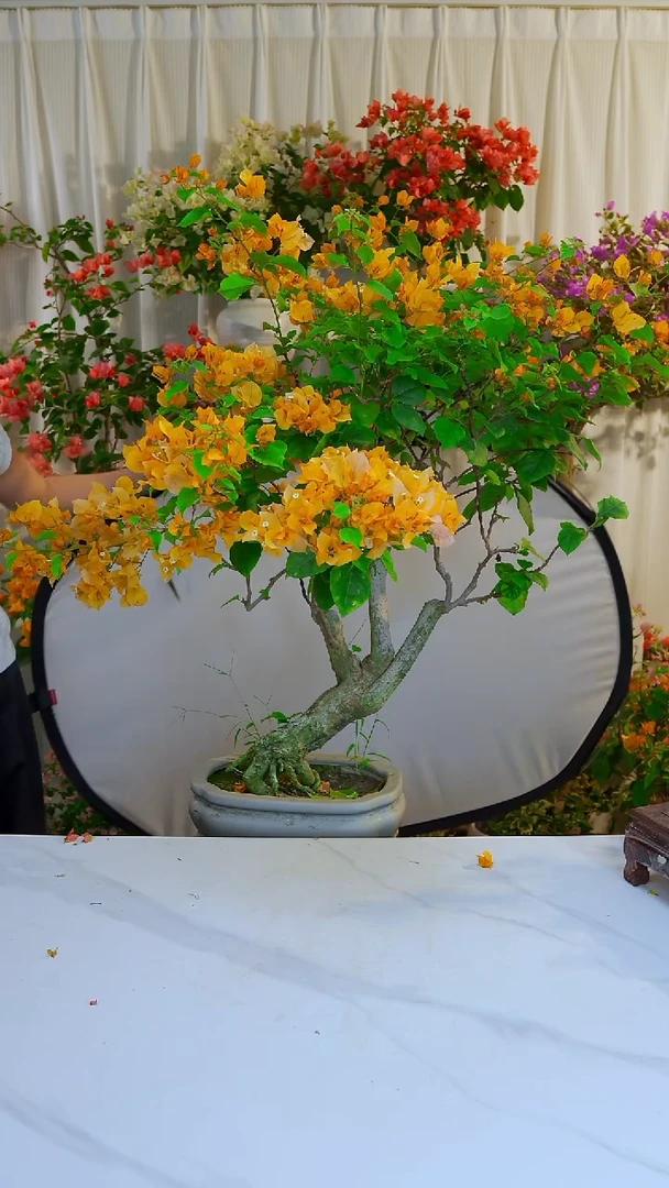 大部分开放少量花苞加州