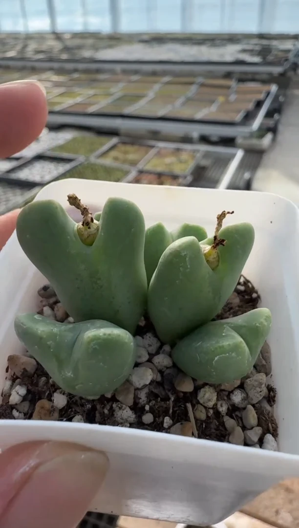 【闪购商品】7-426