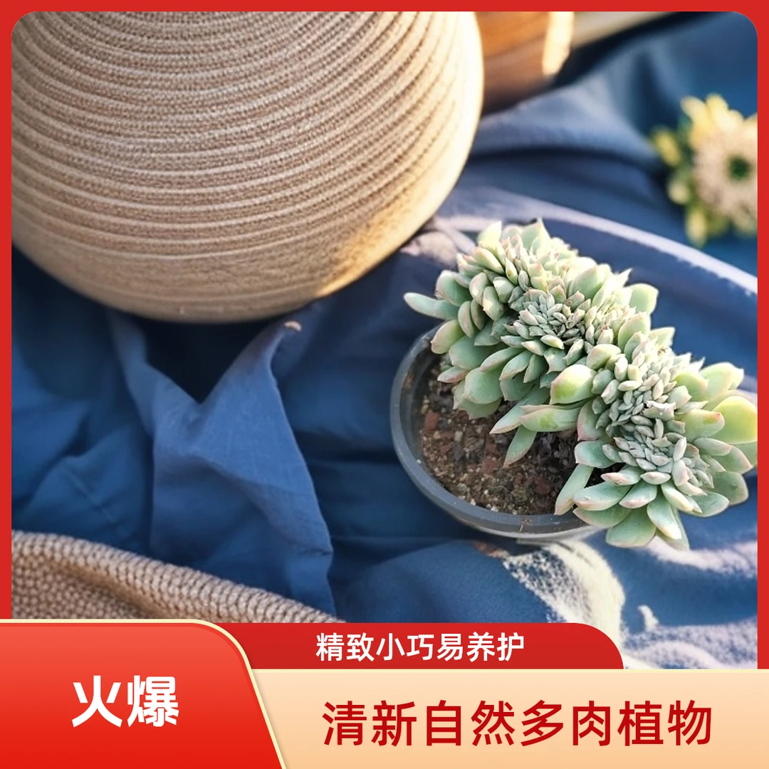 莎莎女王缀化多肉植物盆栽品种好养适合办公室阳台
