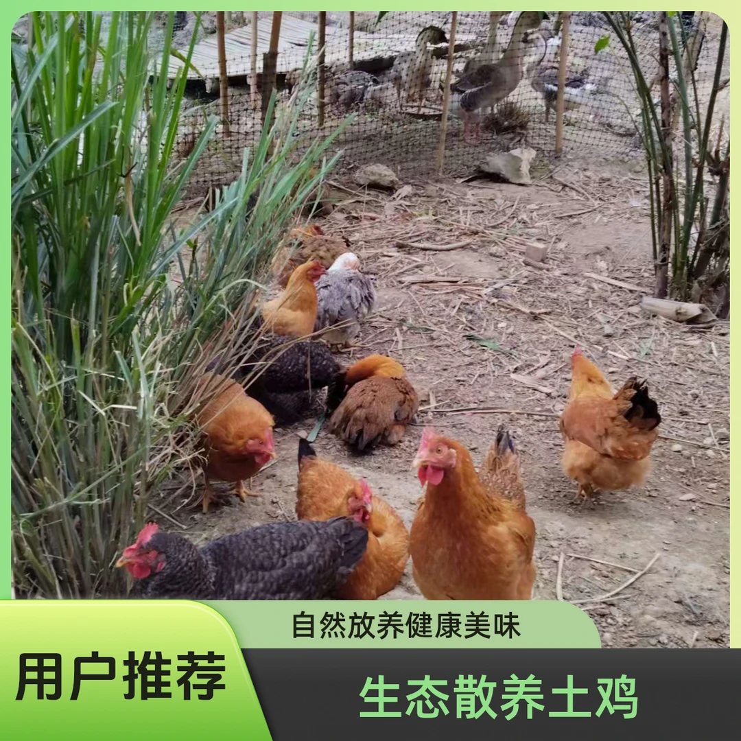 原生态自产自销土鸡
