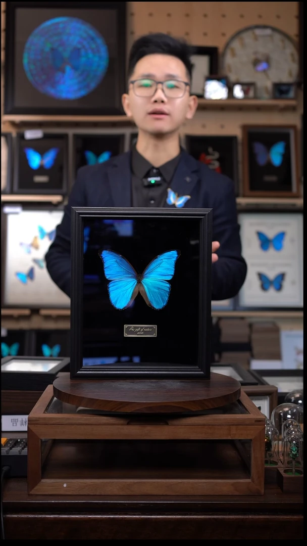 大蓝闪蝶黑绒底版10寸欧式框（带证书）