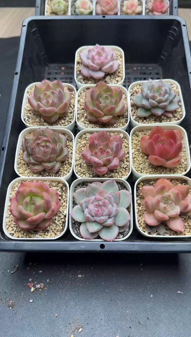 珍妮杂交多肉A361