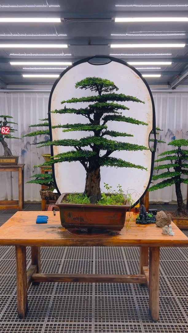 无花朵兰*友精品盆景直播间一物一拍