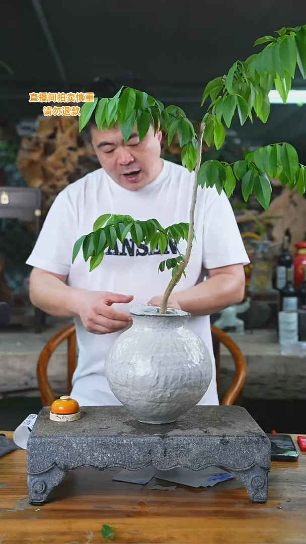 当前无花栽培后可以开花黄花梨012+