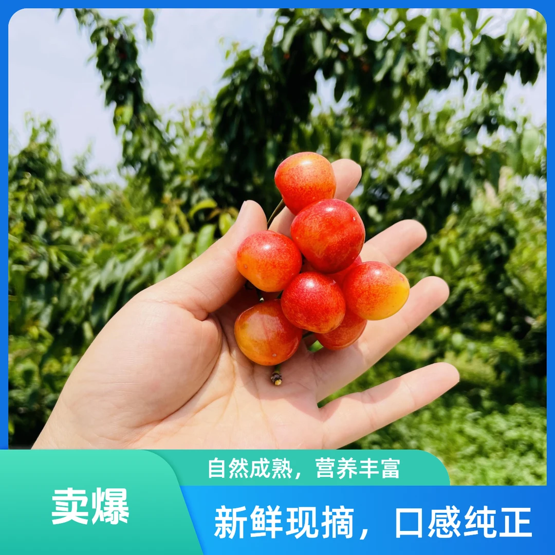 崂山水晶大樱桃~山里自然成熟自然坐果露天大樱桃2-3斤 JJJ（京东生鲜送货到家）新鲜水果其他品种