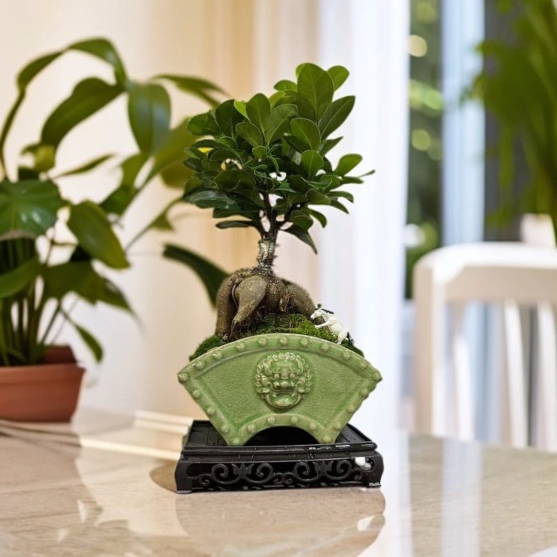 榕树矮霸盆景室内茶桌书桌办公桌四季常青好养系类【植选好物】