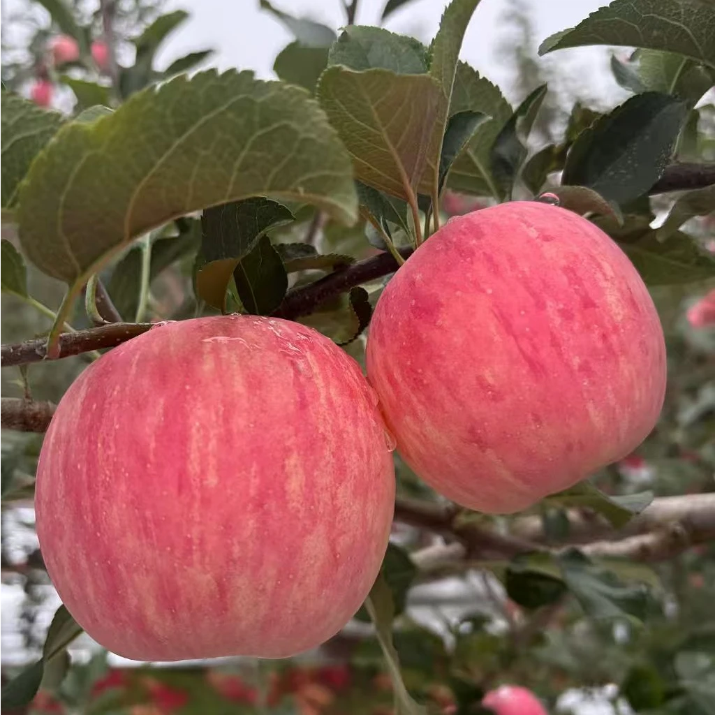 陕西洛川精品红富士苹果 脆甜多汁 新鲜水果 直接带皮吃 产地直发