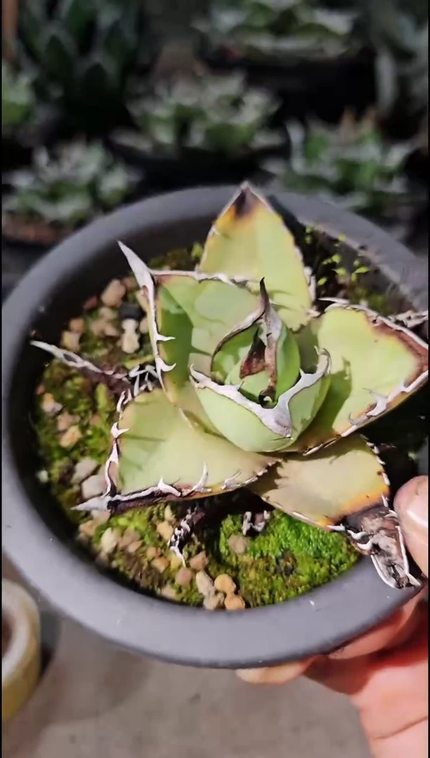 【绿肌籽播实生】有根苗 (直播竞拍 基因保证非组培)