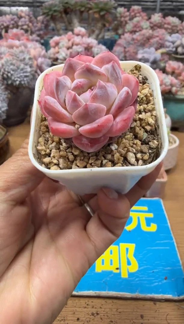 东云多肉园二店-135