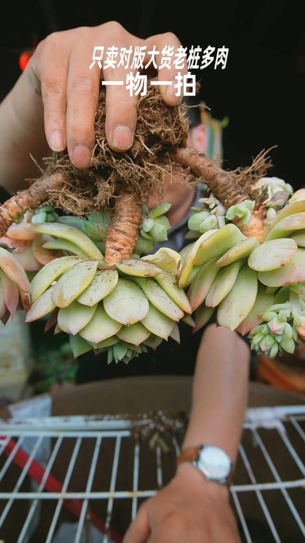 【闪购商品】恋曲72号