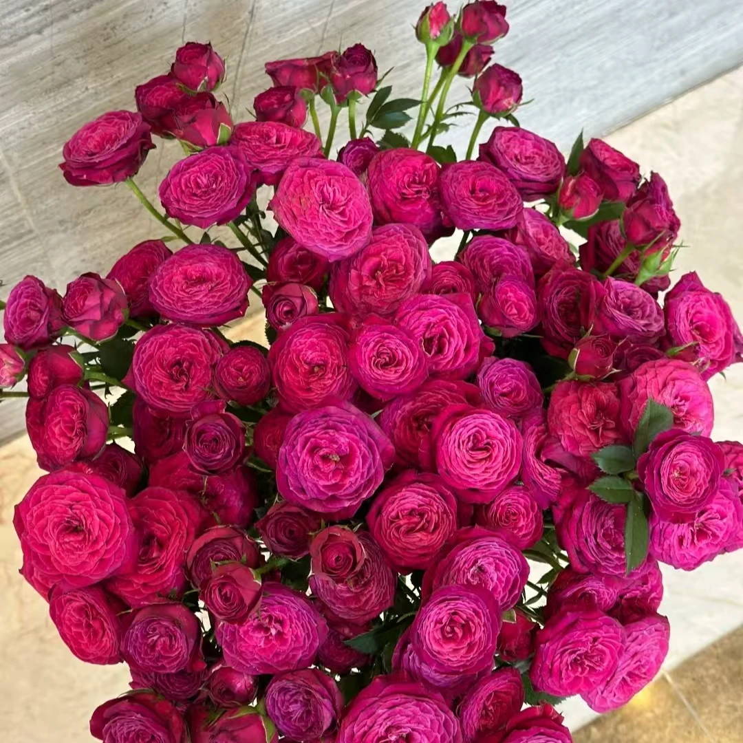 空气香水多头玫瑰-家养鲜花-云南基地直发-任意两单包邮