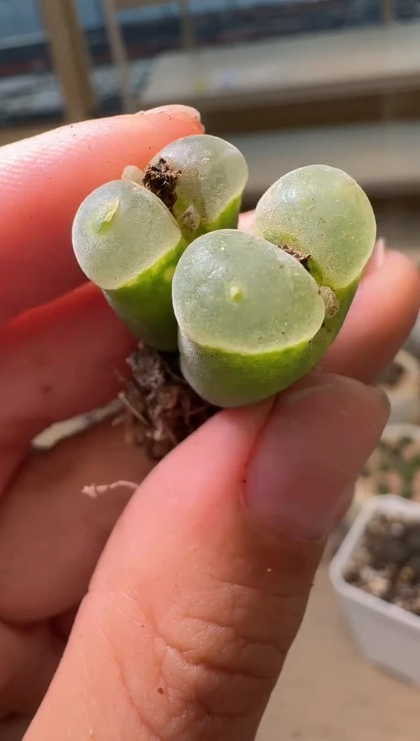 多肉植物肉锥16-209 y400特选