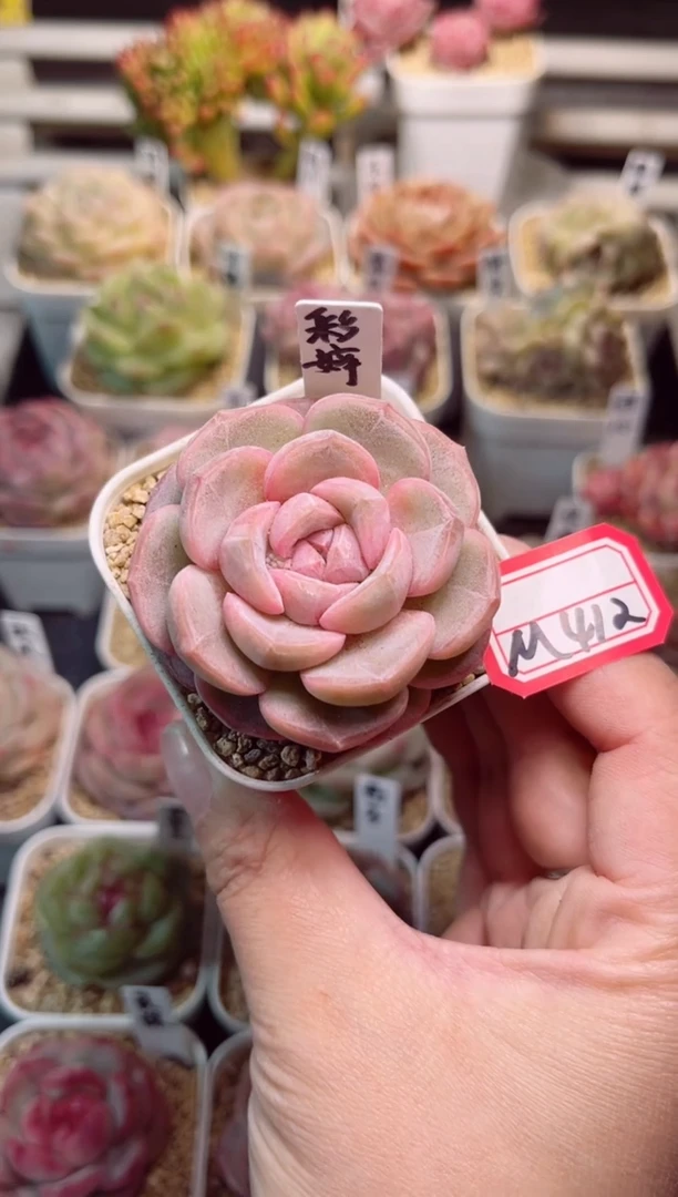 【闪购商品】M412彩婷一物一拍