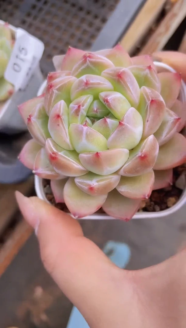 【闪购商品】017钻石珍妮多肉