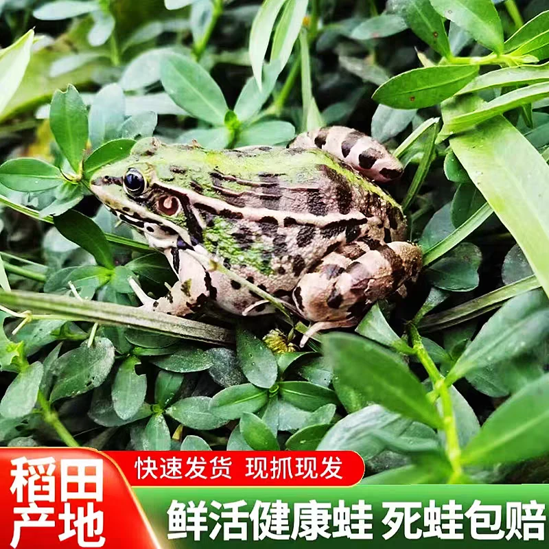 顺丰包邮贵州稻田蛙原生态鲜活田鸡干锅烧烤油炸锁鲜绿色