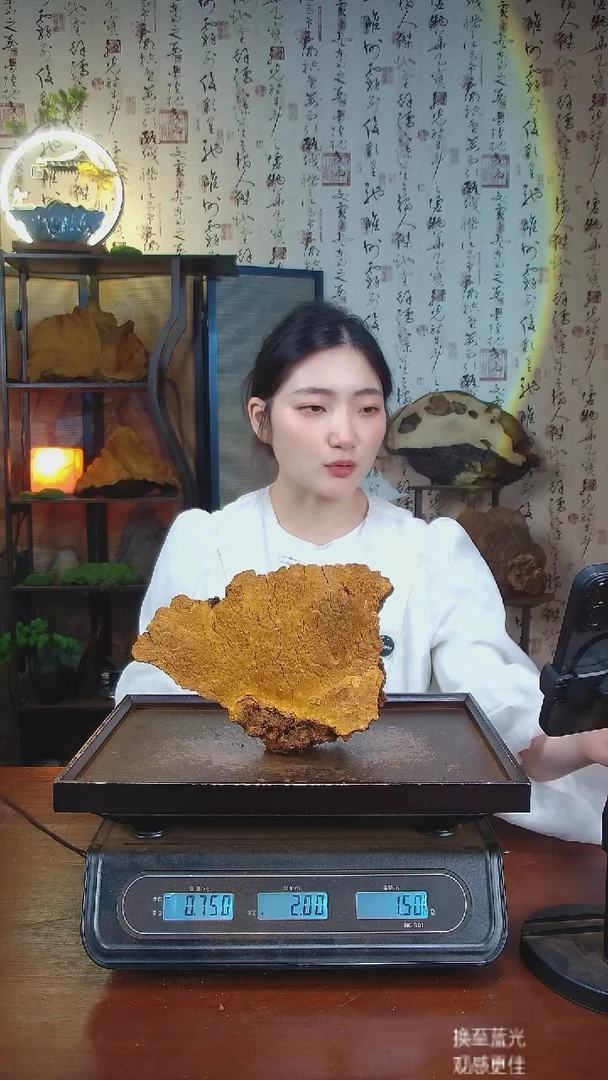 松针层孔菌中国大陆【藏区 野生】松树桑黄（1.5斤）30-40年份