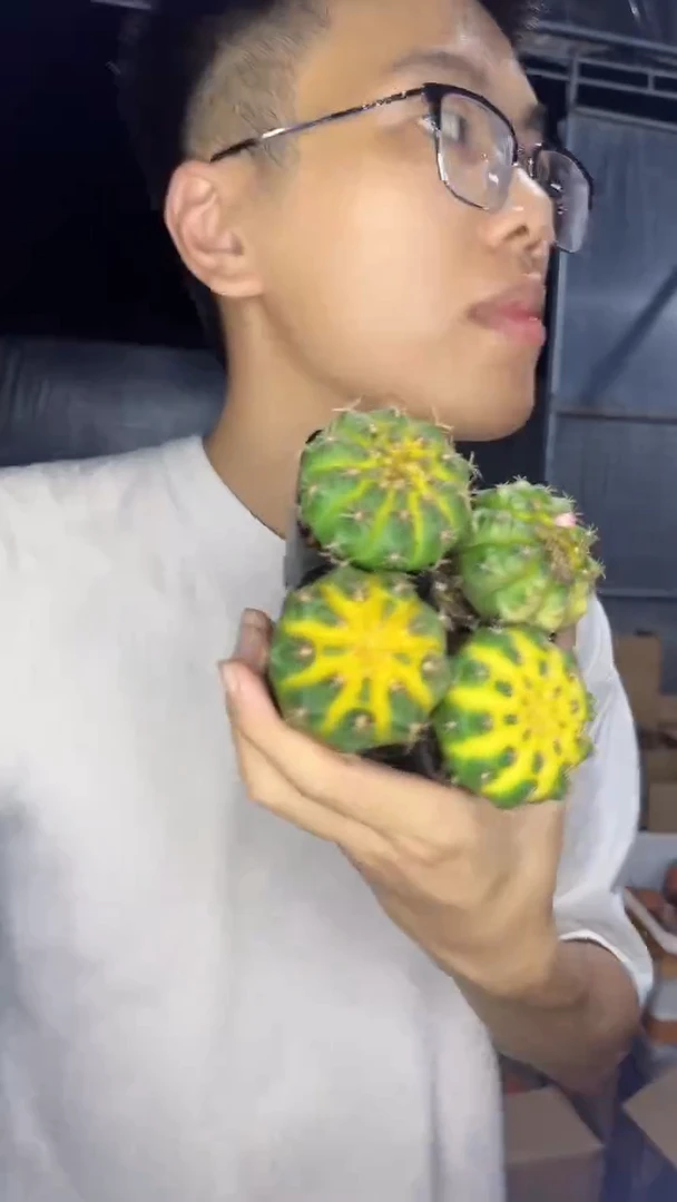 4颗龟甲牡丹4-6cm