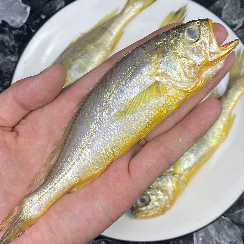 4条-8条新鲜小黄花鱼海捕冷冻生鲜肉质细腻深海鱼