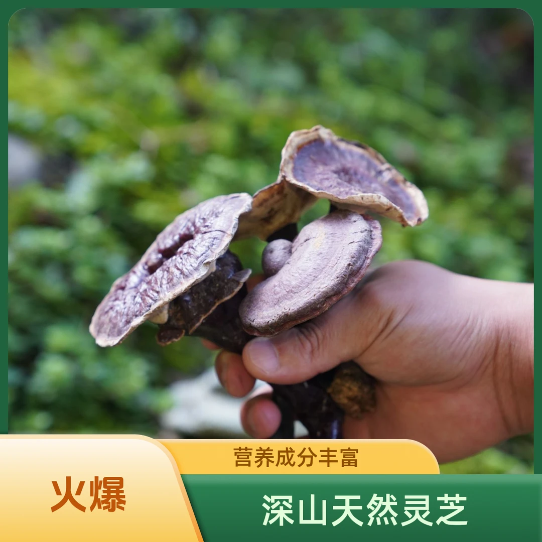 野生紫灵芝天然香无苦味适合泡茶煮水煲汤