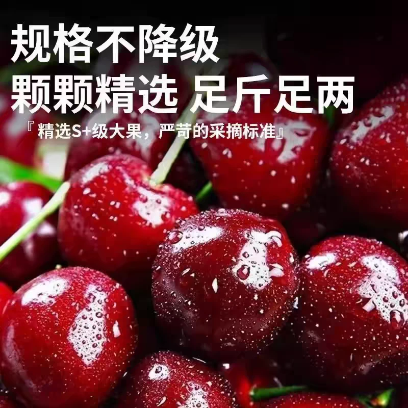 山东烟台现摘现发美早大樱桃