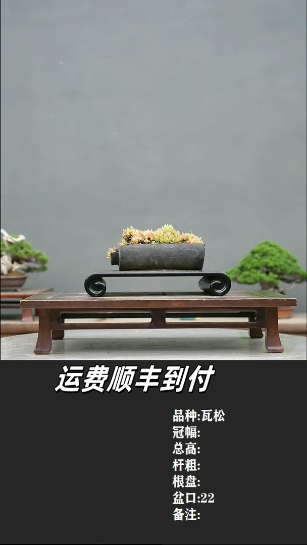 3 瓦松