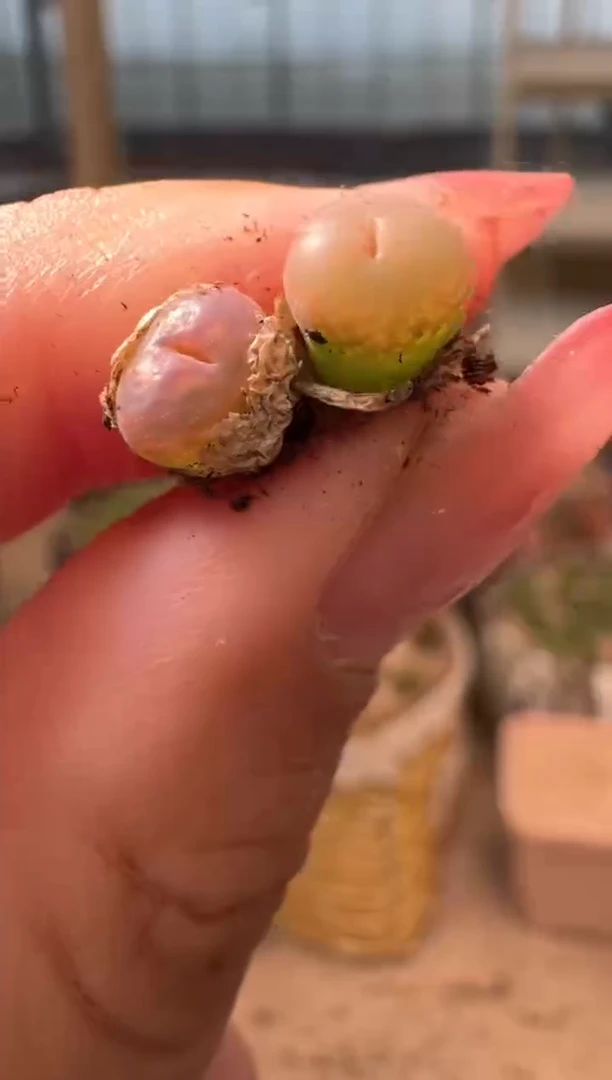 10-593多肉植物肉锥3颗