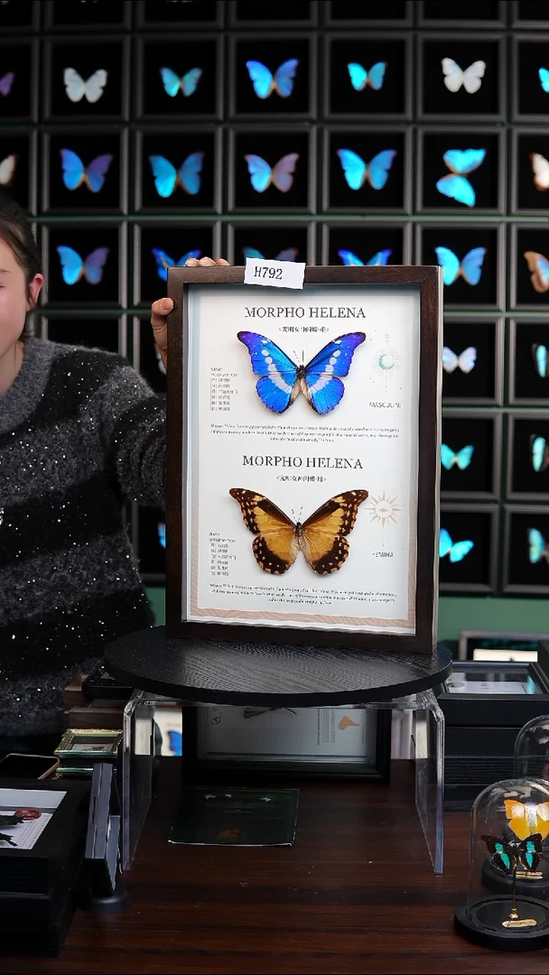 光明女神闪蝶雌雄一对博物级别装裱收藏级竞拍H792