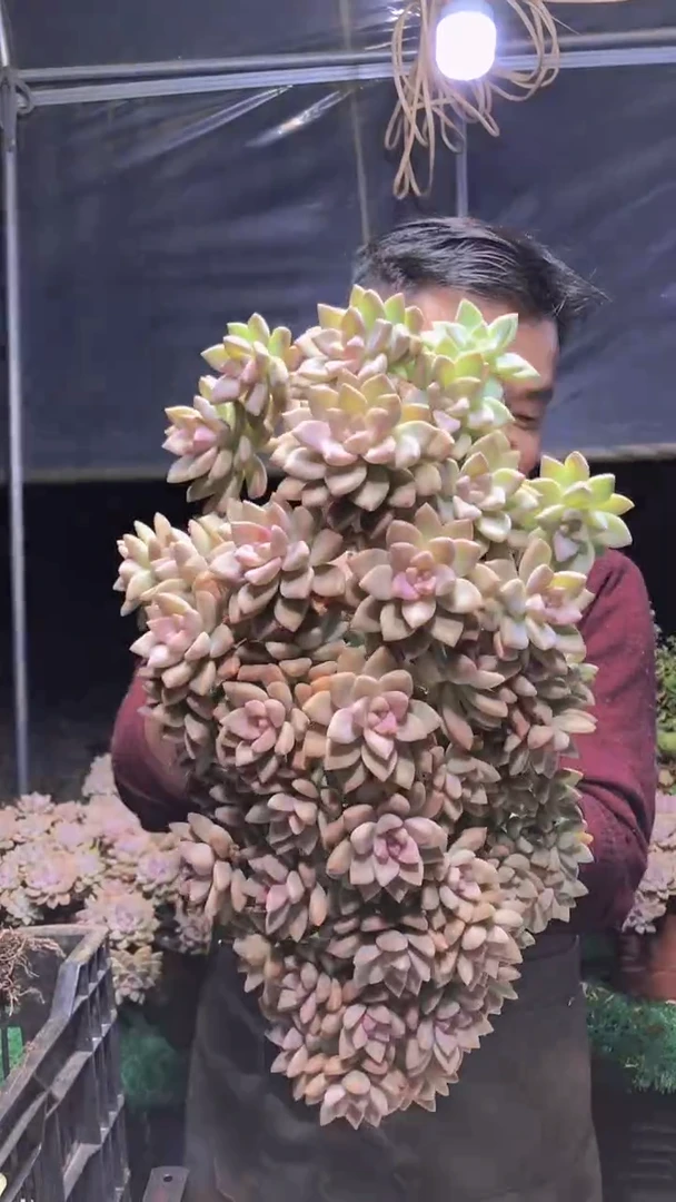 108淡雪缀化一物一拍