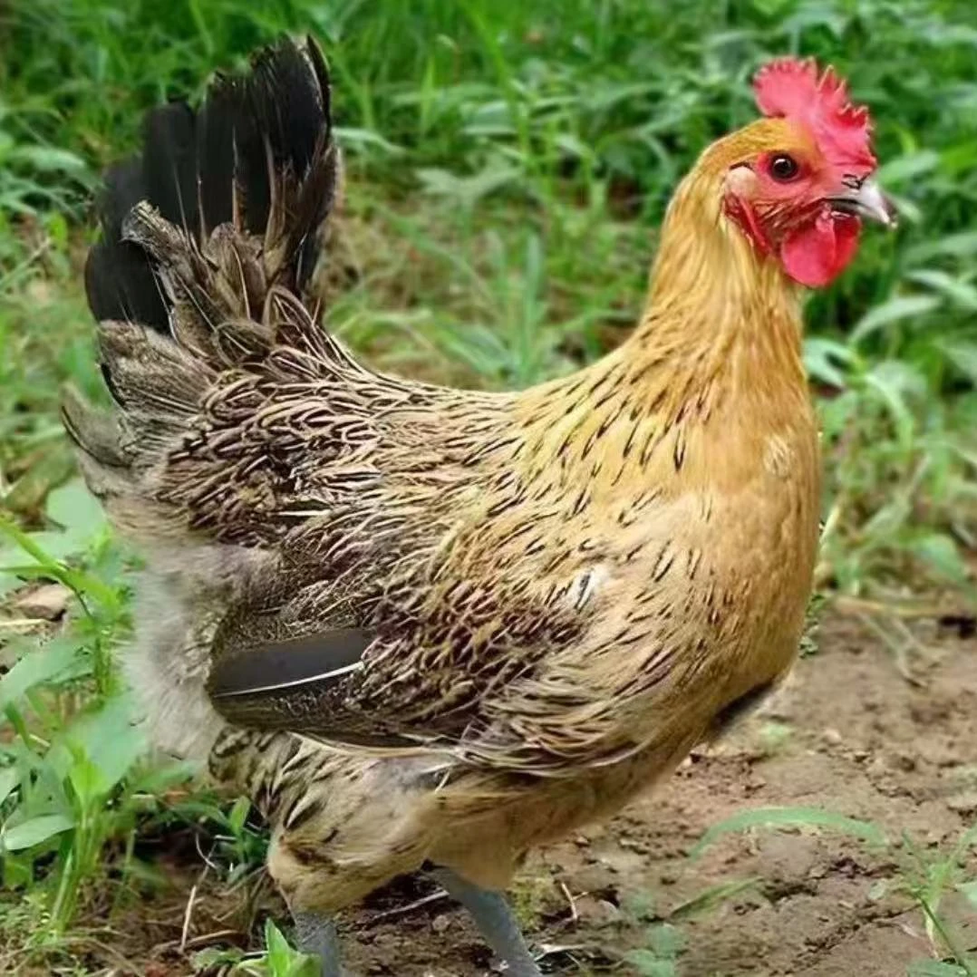 麻羽鸡林间散养二斤左右发货包邮到家专线发货