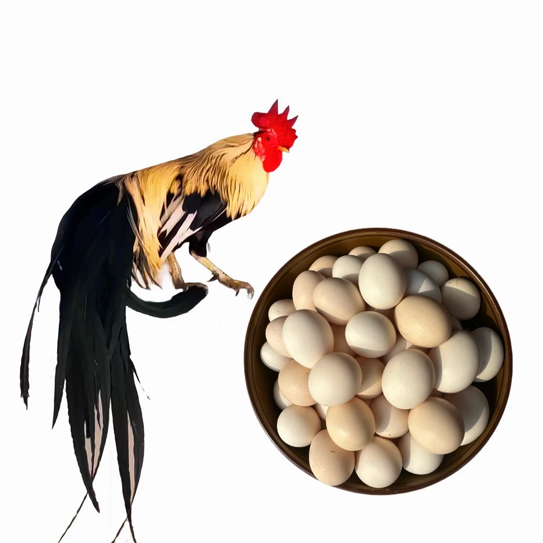 长尾鸡新鲜鸡蛋种蛋。