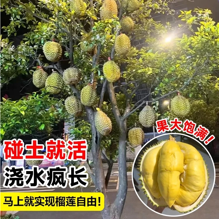 榴莲树果苗南北方四季种植广西嫁接猫山王果树盆栽苗地栽