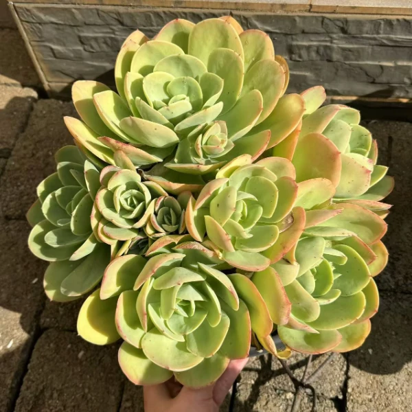 碧桃 新手必拍 好看好养 多肉植物云南昆明发货精品多肉