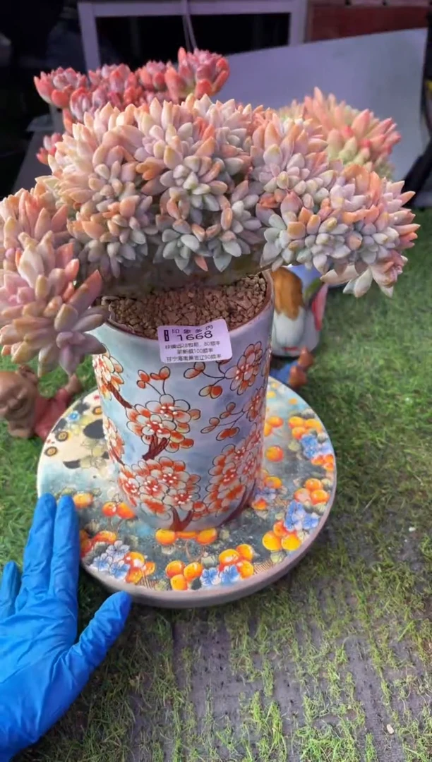 昆明印象多肉1668