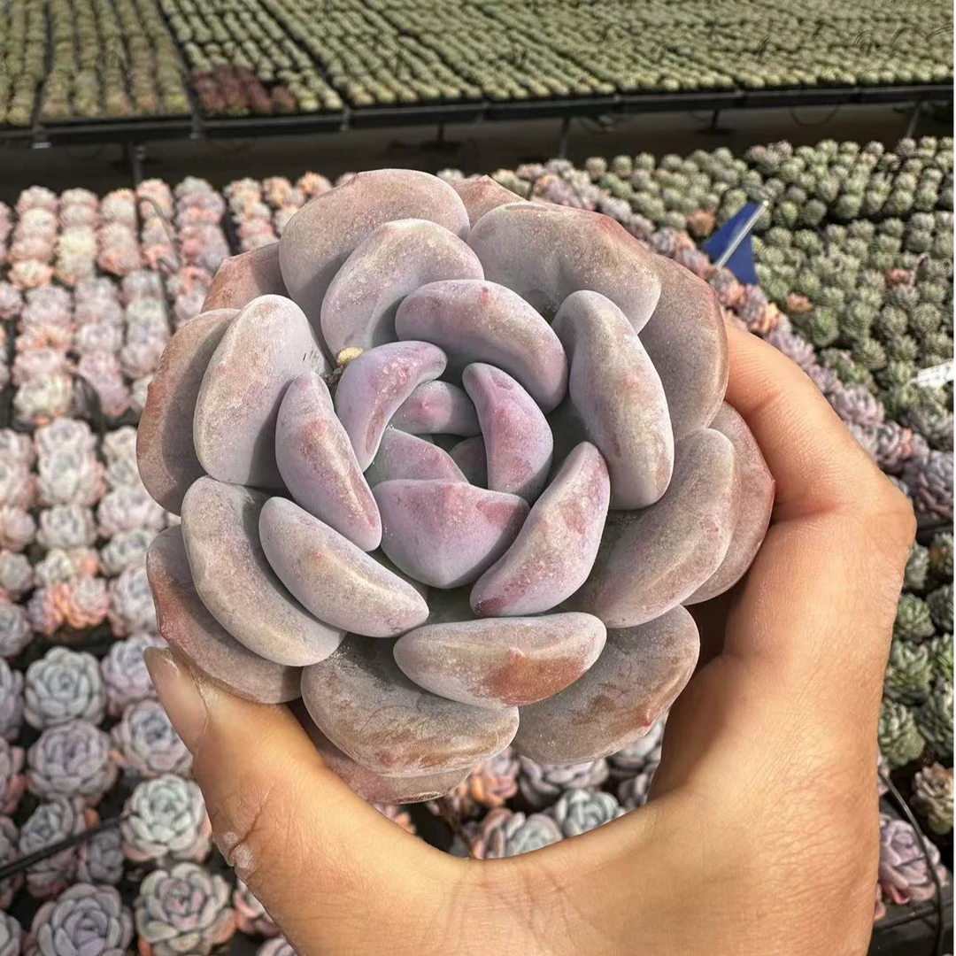 8#雪幂多肉植物前男友精品多肉