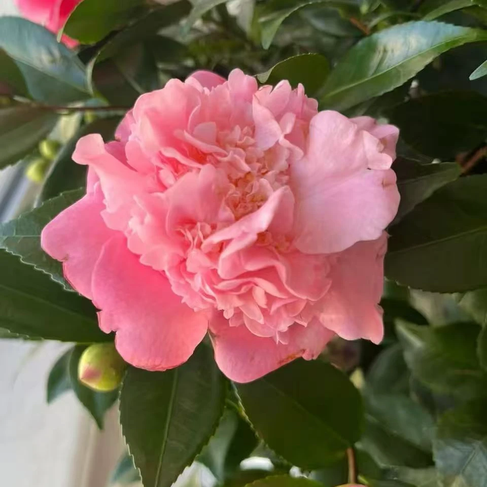 加大加高80cm - 100cm粉色茶花树苗盆栽花卉耐寒好养适合室内外